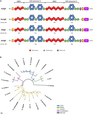 Vitellogenin Receptor as a Target for Tick Control: A Mini-Review